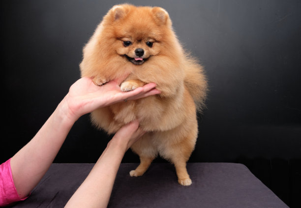 博美犬经过梳理后在黑色背景上图片下载