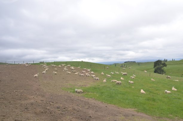 小山上的羊图片下载