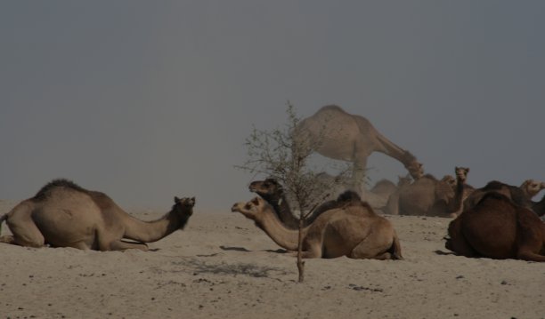 骆驼图片下载
