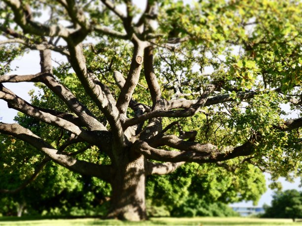 大的小的树图片下载