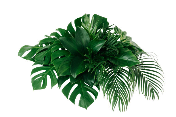 热带树叶，抽象的绿叶纹理，自然背景图片下载