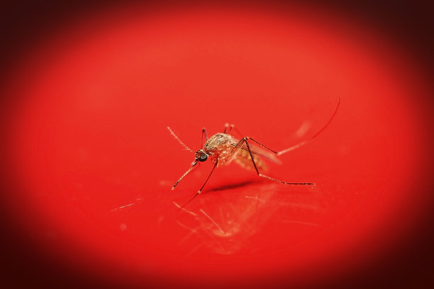 近距离拍摄灭蚊大反派，艺术色彩小插画图片下载