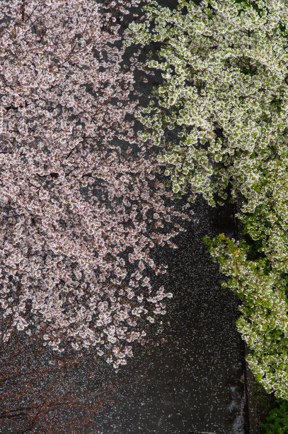 从上面看，樱花和散落在人行道上的鲜花。图片下载
