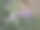 薰衣草花-薰衣草沙叶图片下载