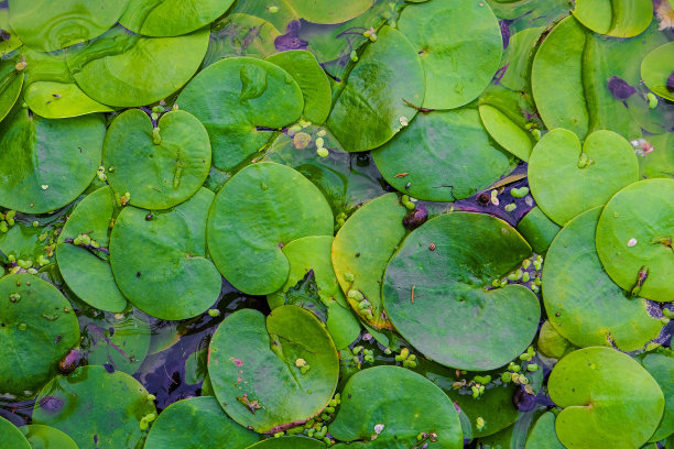 水面上野生莲花的茂盛绿叶图片下载