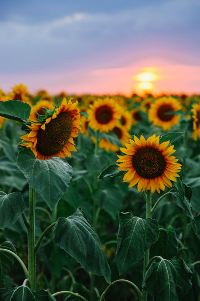 一片橙色向日葵幼苗的田野图片下载