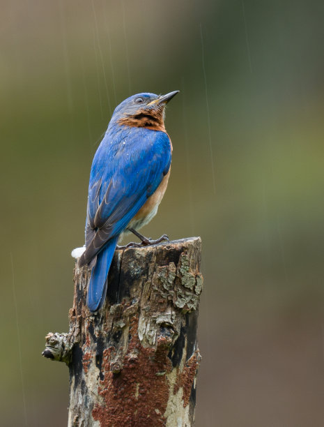 东方蓝知更鸟图片下载