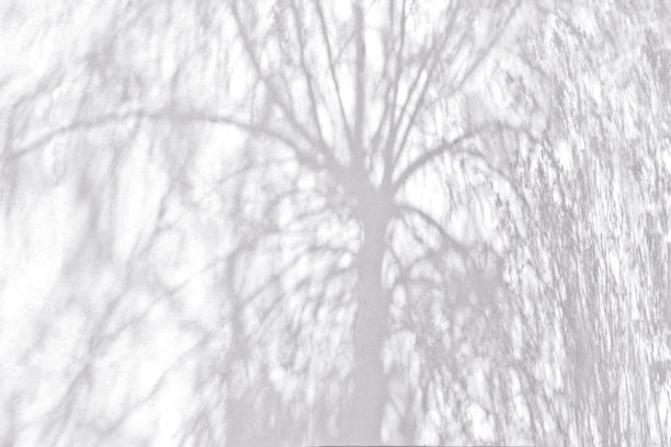 墙上的树影图片下载