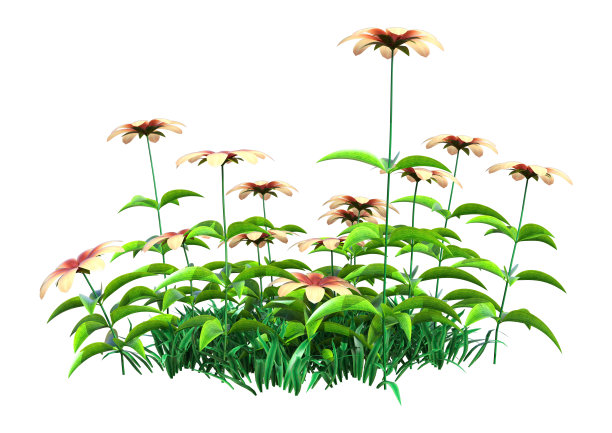 3D插图赭色玫瑰花在白色图片下载