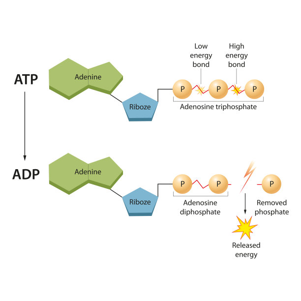 白色背景上的文字特写镜头图片下载