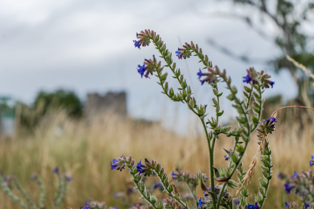 维斯比古城城墙上的夏日野花。植物和建筑的照片。哥特兰岛。图片下载