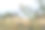 维斯比古城城墙上的夏日野花。植物和建筑的照片。哥特兰岛。图片下载