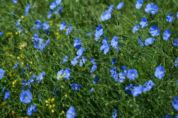 大自然中美丽的野花照片。美丽的野花和绿草。图片下载
