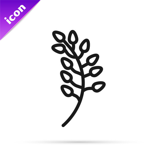 黑色线柳叶图标孤立在白色图片下载