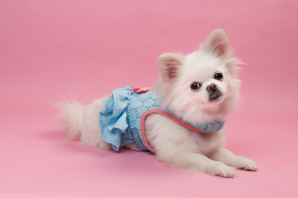 狗长毛吉娃娃在蓝色的裙子和粉红色的背景摆姿势拍照图片下载