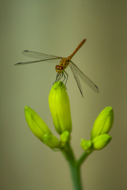 蜻蜓对花的宏观看法。蜻蜓概要图片下载