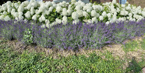 花园里的静物图片下载