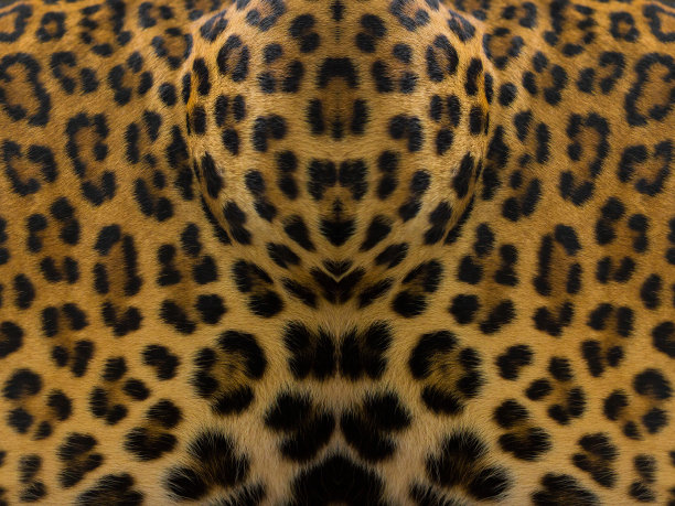 豹皮的特写背景图片下载