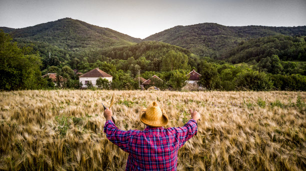 老农对田间的小麦进行检查，对村里的品质农民进行控制图片下载