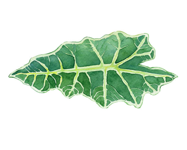 山芋或亚马逊芋的热带叶。手绘植物水彩画插图孤立的白色背景。图片下载