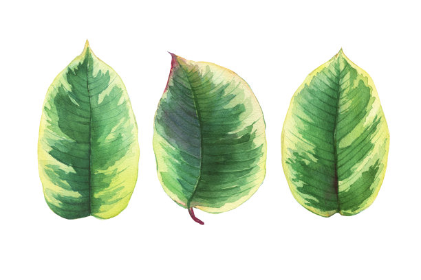 一种热带橡胶植物，集绿叶于弹性无花果(也称木槿)。手绘水彩画插图孤立的白色背景。图片下载