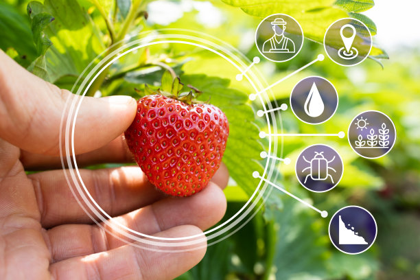 在农场采摘新鲜食物图片下载