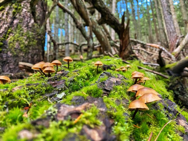 微型森林图片下载