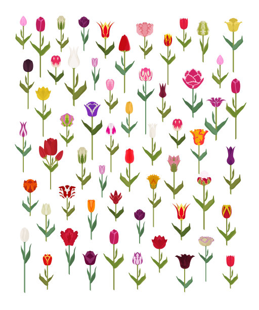 郁金香品种平面图标设置。花园花和室内植物信息图表图片下载