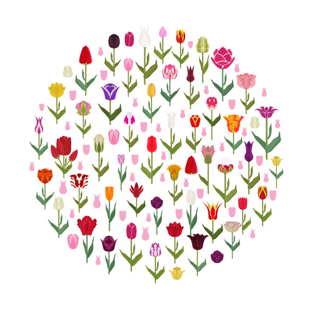 郁金香品种平面图标设置。花园花和室内植物信息图表图片下载