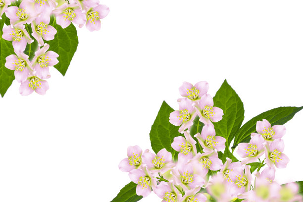 茉莉花孤立在白色背景上。图片下载