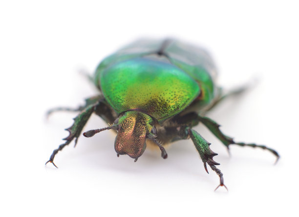 绿色甲虫孤立。图片下载