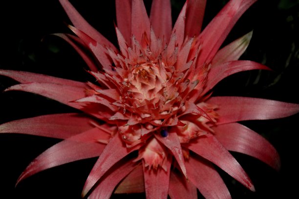 凤梨科植物花图片下载