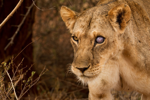 女王,一只眼素材图片