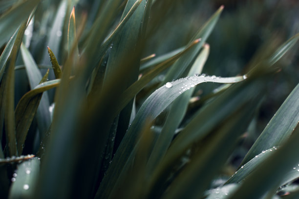 雨滴在黑暗的树叶自然背景。低调，水平背景或横幅。图片下载