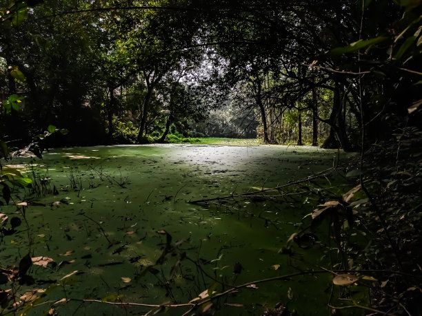 这是一个巨大的湿地充满了水，位于森林的中央。图片下载