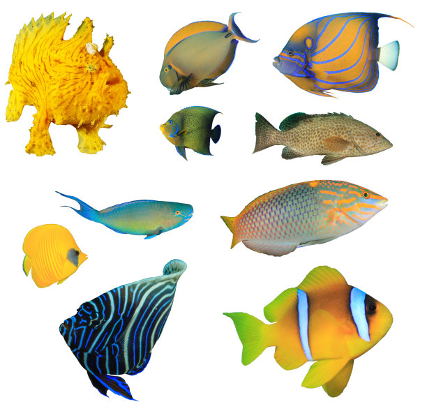 孤立在白色背景上的礁鱼图片下载