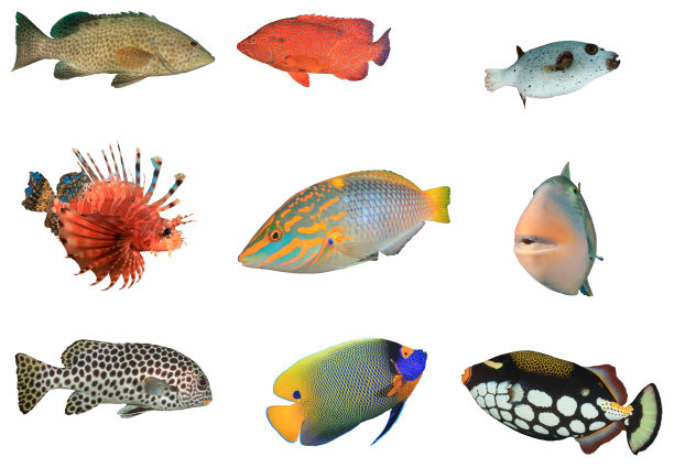 孤立在白色背景上的礁鱼图片下载