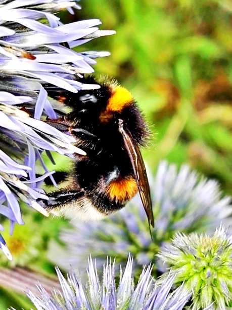 大黄蜂在蓟上图片下载