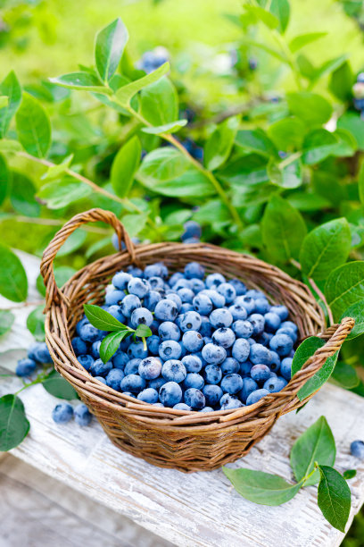 蓝莓。在花园里的篮子里装着新鲜的浆果和树叶。采摘蓝莓图片下载