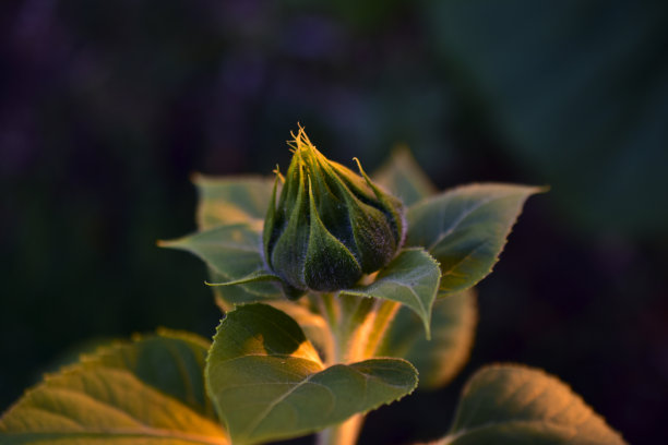 夏天花园中向日葵的子房图片下载