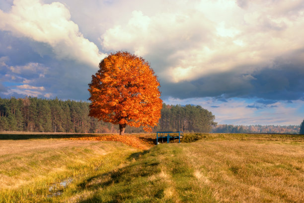 美丽的枫树在明亮的晚霞日落与蓝天白云。金色的秋天的风景。图片下载