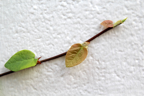 白墙上的攀登者用来做背景，常春藤图片下载