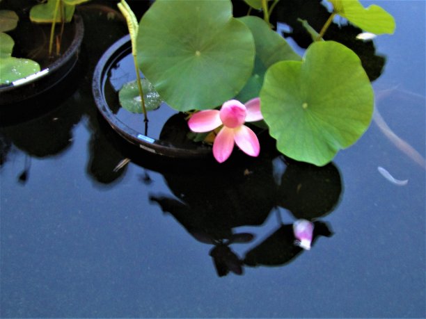 日本。7月。莲花盛开。图片下载