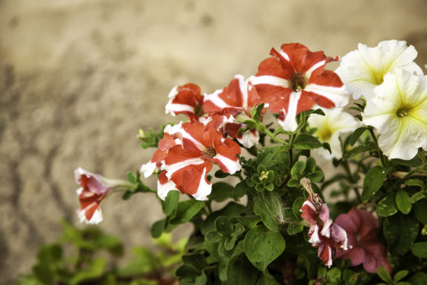 粉红色植物的花盆图片下载