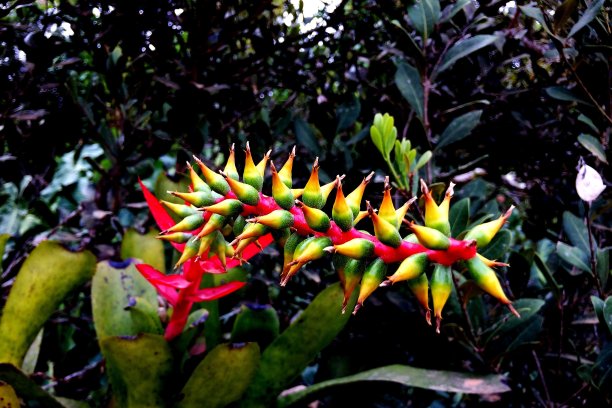 凤梨科植物花图片下载