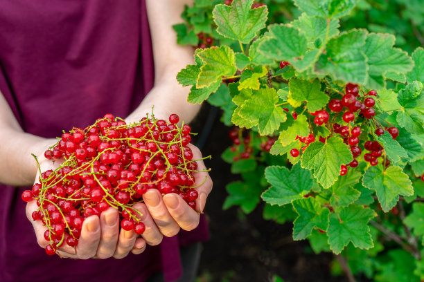 女性的手握一把成熟多汁的红醋栗浆果反对在花园里的醋栗在夏天的晚上。健康有机食品、生物制品。夏季浆果，收获，园艺概念图片下载
