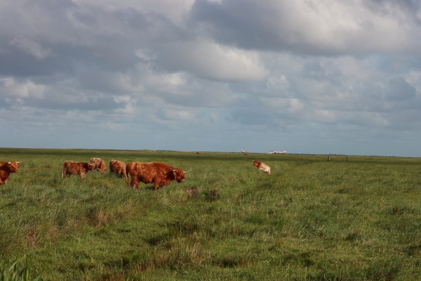 加洛韦图片下载