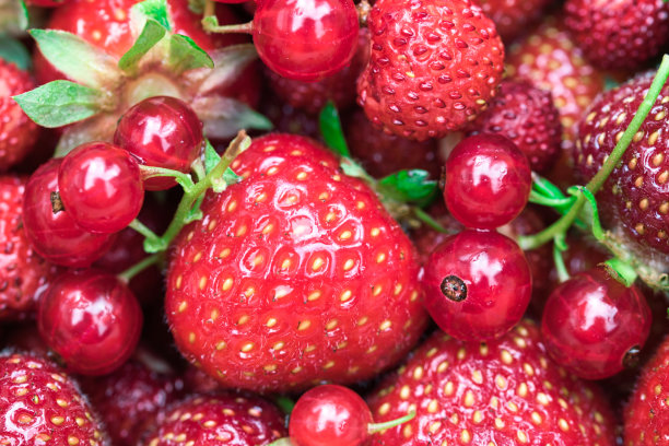 红浆果，草莓，红醋栗和野草莓图片下载