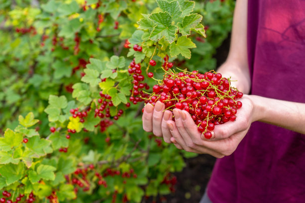 女性的手握一把成熟多汁的红醋栗浆果反对在花园里的醋栗在夏天的晚上。健康有机食品、生物制品。夏季浆果，收获，园艺概念图片下载
