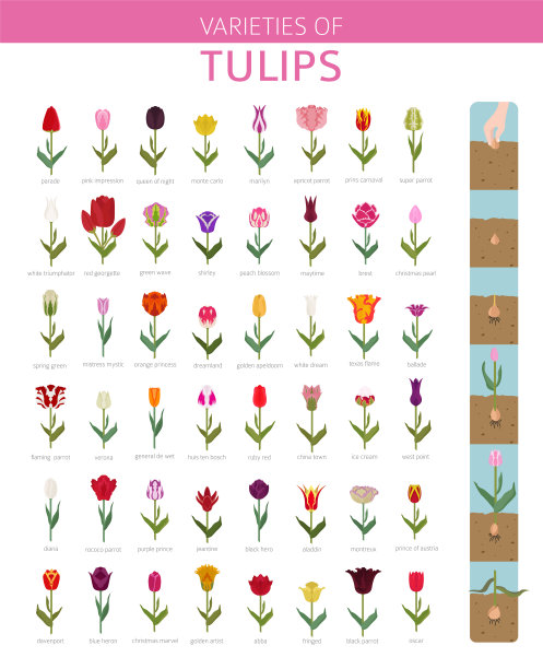 郁金香品种平面图标设置。花园花和室内植物信息图表图片下载